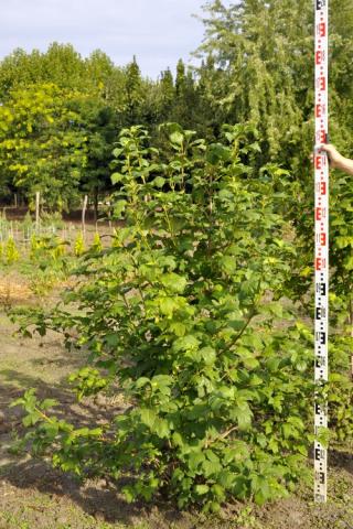 Viburnum opulus 'Roseum'